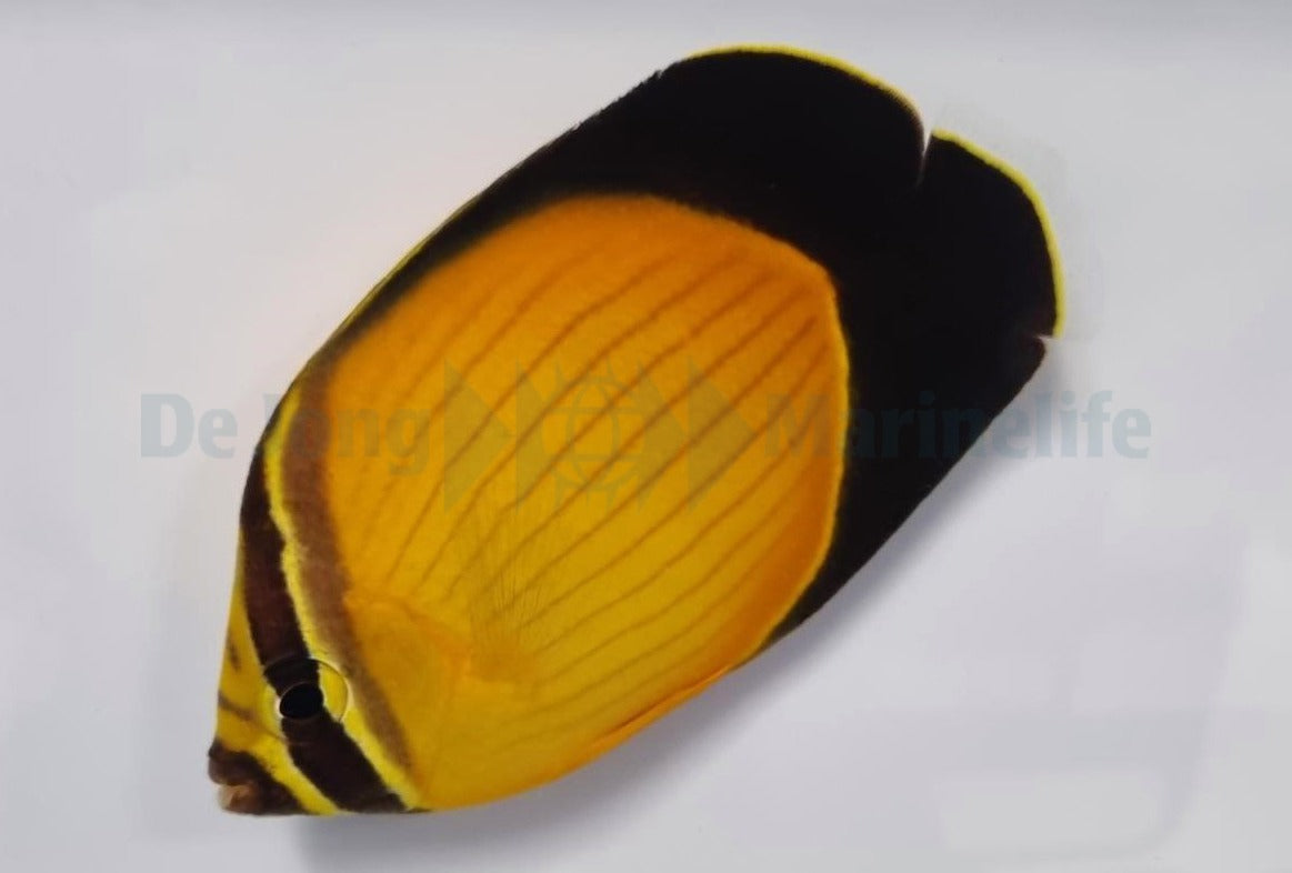 Chaetodon melapterus