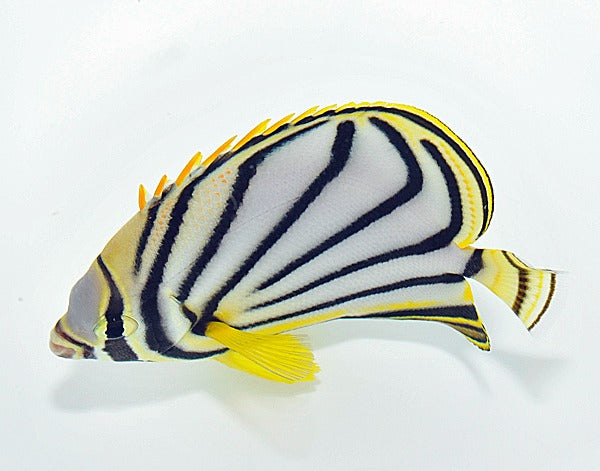 Chaetodon meyeri