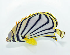 Chaetodon meyeri