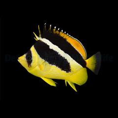 Chaetodon mitratus