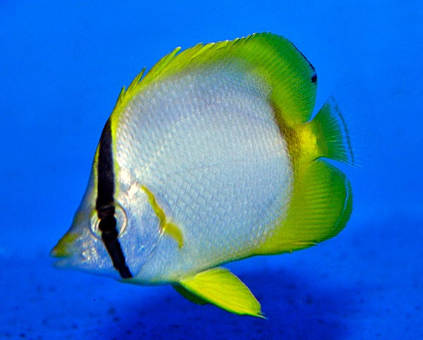 Chaetodon ocellatus