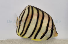 Chaetodon octofasciatus