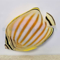 Chaetodon ornatissimus