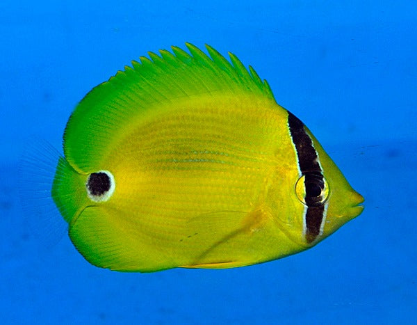 Chaetodon plebeius