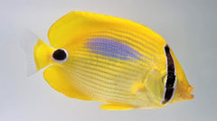 Chaetodon plebeius