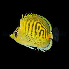 Chaetodon punctatofasciatus