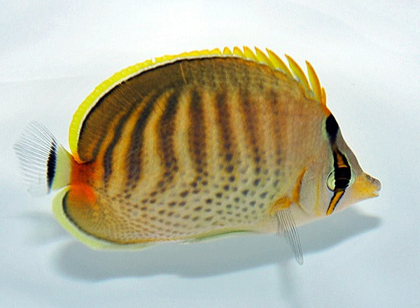 Chaetodon punctatofasciatus