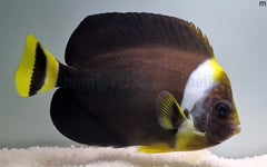 Chaetodontoplus personifer (male)