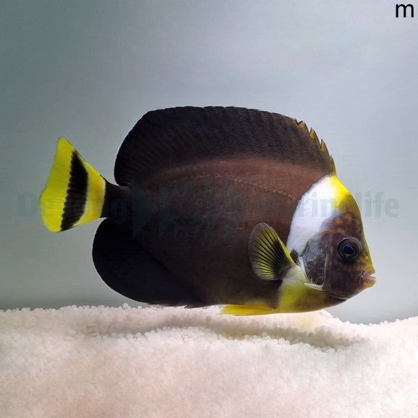 Chaetodontoplus personifer (male)