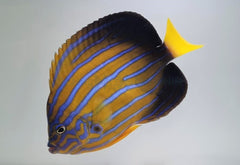 Chaetodontoplus septentrionalis