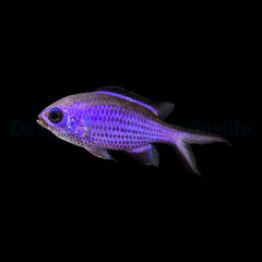 Chromis cyanea