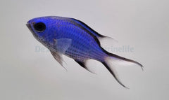 Chromis cyanea