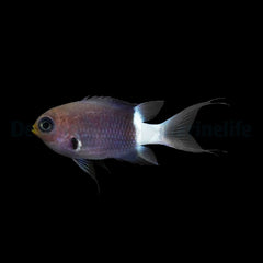 Chromis margaritifer