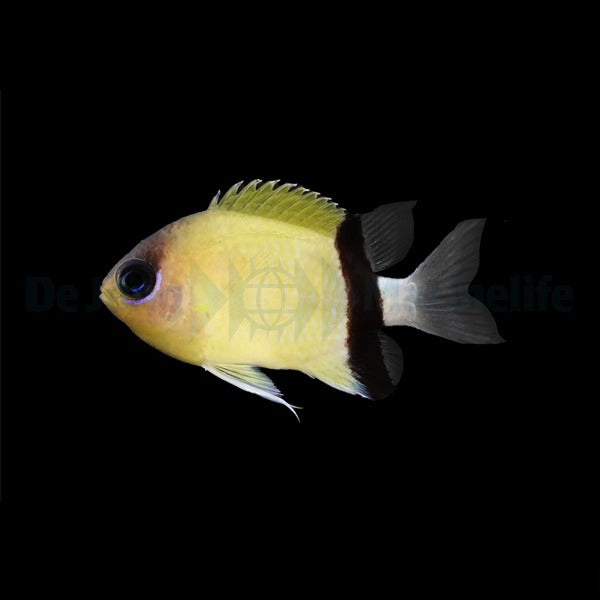 Chromis retrofasciata