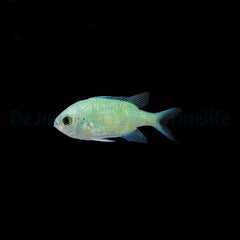 Chromis viridis (Mauritius)