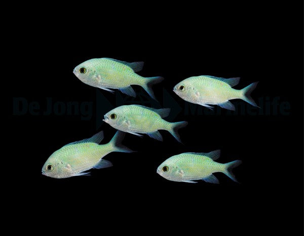 Chromis viridis