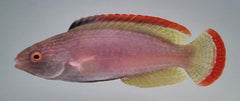 Cirrhilabrus rubrimarginatus