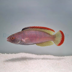 Cirrhilabrus rubrimarginatus