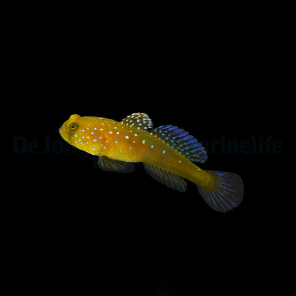 Cryptocentrus cinctus - DJM Bred