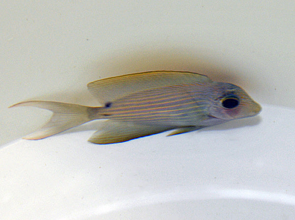 Ctenochaetus cf. striatus