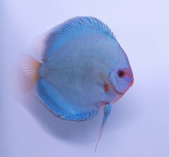 discus mix 13-15cm