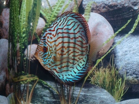 discus mix 13-15cm