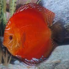 discus mix 13-15cm