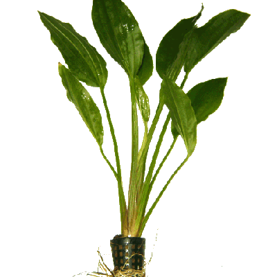 Echinodorus argentinensis pot – Heevis