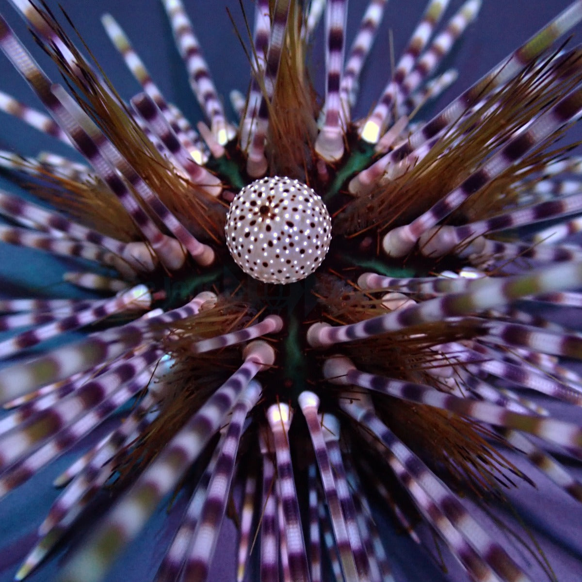 Echinothrix calamaris