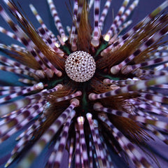 Echinothrix calamaris