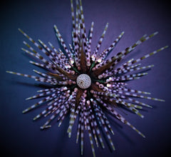 Echinothrix calamaris