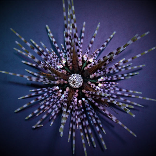 Echinothrix calamaris