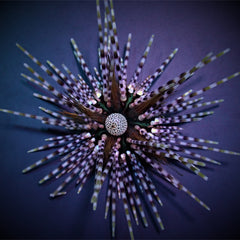 Echinothrix calamaris