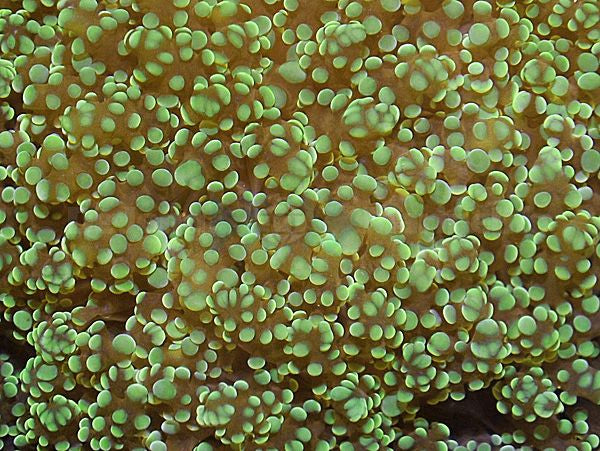 Euphyllia yaeyamaensis (Green) (Premium)