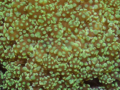 Euphyllia yaeyamaensis (Green) (Premium)