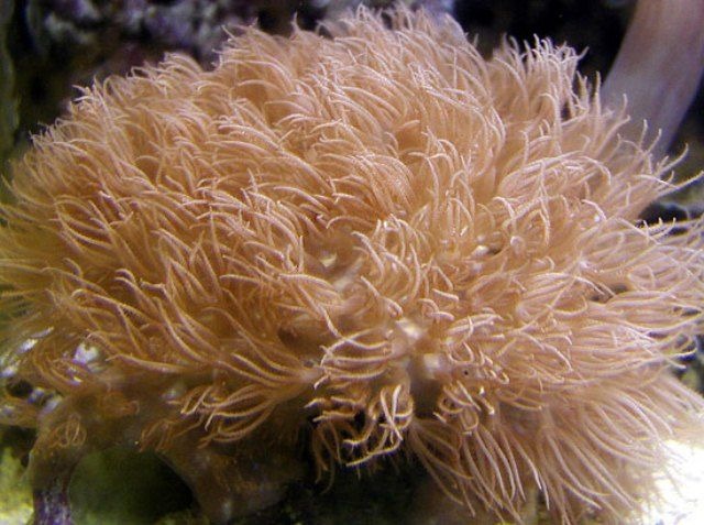 Erythropodium caribaeorum