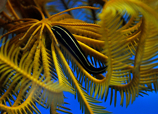 Feather star + Discotrema