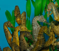 Hippocampus abdominalis (pair) - T.B. (Temperate water)