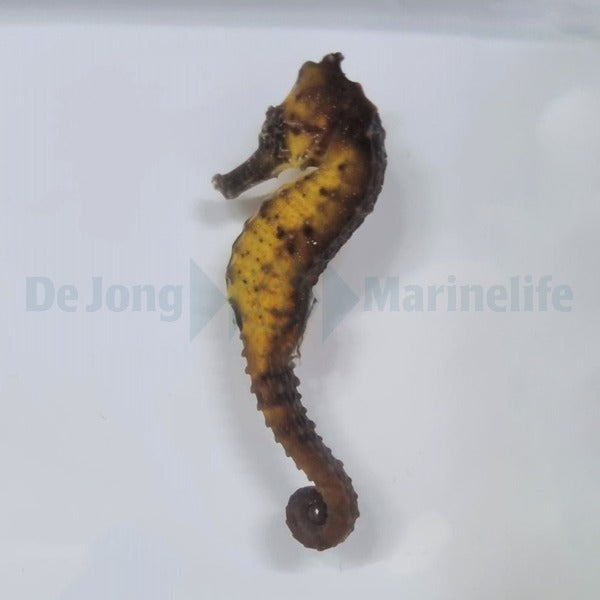 Hippocampus kuda (Yellowish) - T.B.