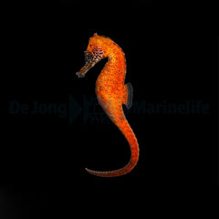 Hippocampus kuda (Orange) - T.B.