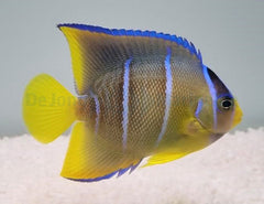 Holacanthus bermudensis