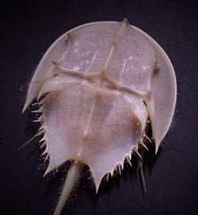 Limulus polyphemus