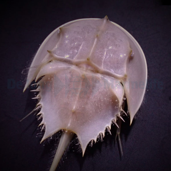 Limulus polyphemus