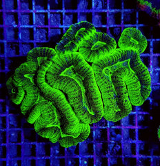 Lobophyllia spp. (Green) (Ultra)