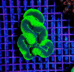 Lobophyllia spp. (Green) (Ultra)