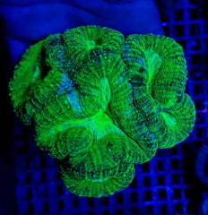 Lobophyllia spp. (Green) (Ultra)