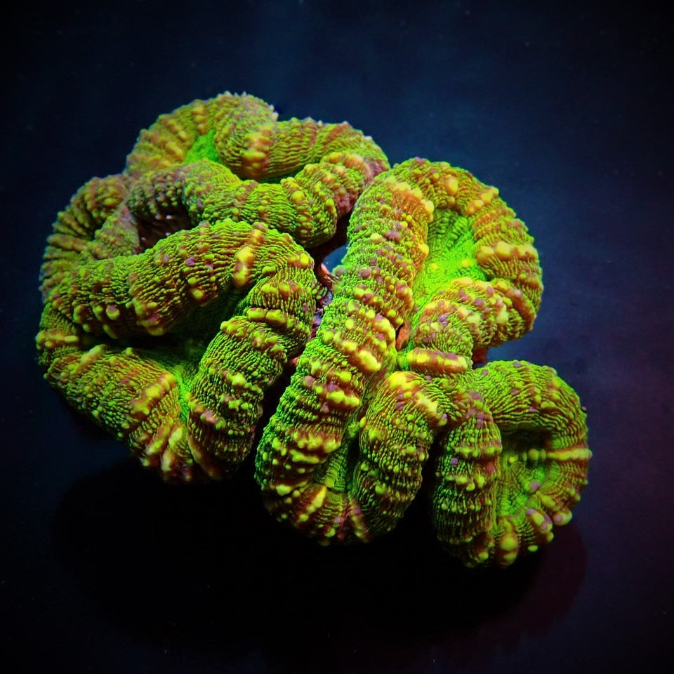 Lobophyllia spp. (Green) (Ultra)