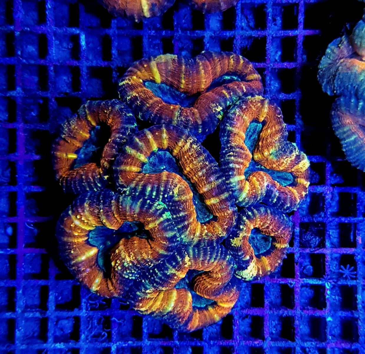 Lobophyllia spp. (Orange-Red) (Premium)