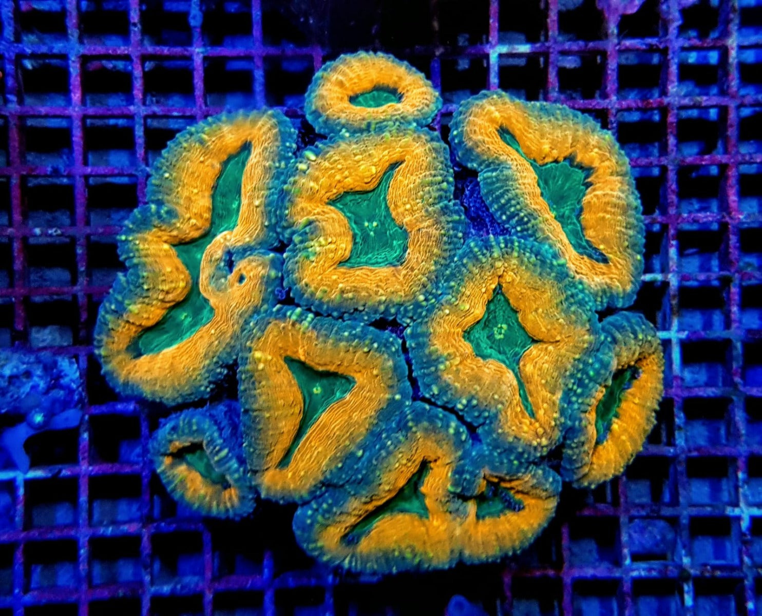 Lobophyllia spp. (Orange-Red) (Premium)