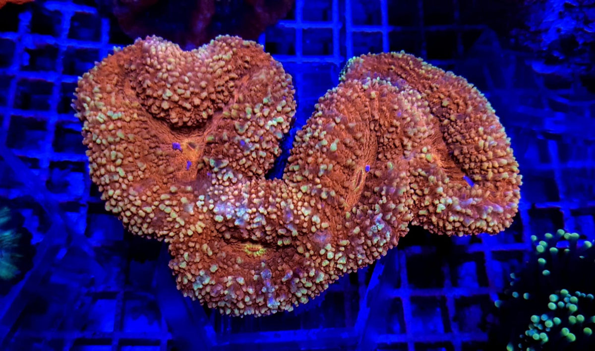 Lobophyllia spp. (Orange-Red) (Premium)